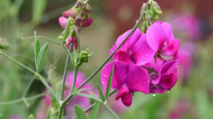 Lathyrus odoratus, la planta trepadora de flores fragantes y coloridas que amarás tener en el jardín