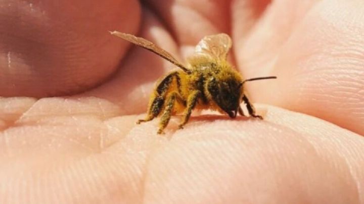 Qué significa que una abeja visite tu hogar