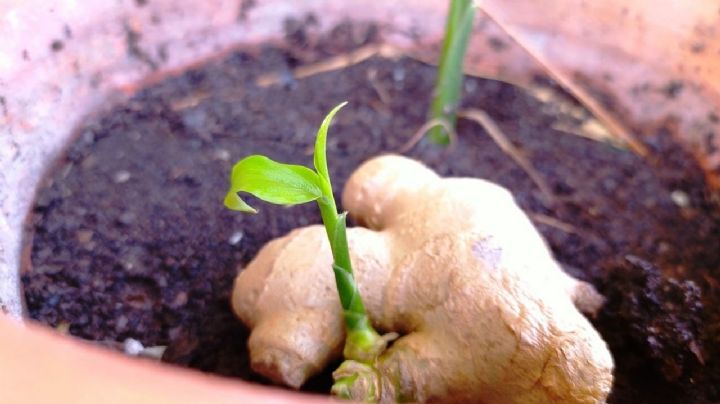 Jengibre en maceta: guía completa de cuidados para que crezca sano y fuerte