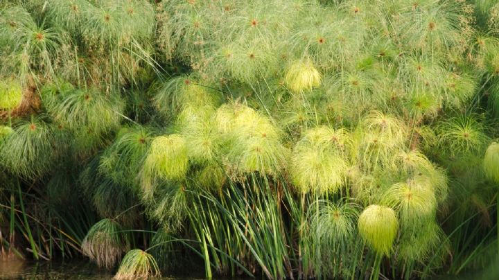 Cyperus Papyrus, características y cuidados para que la planta papiro crezca radiante