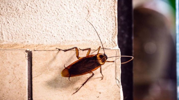 Cucarachas: cuál es su función en este mundo