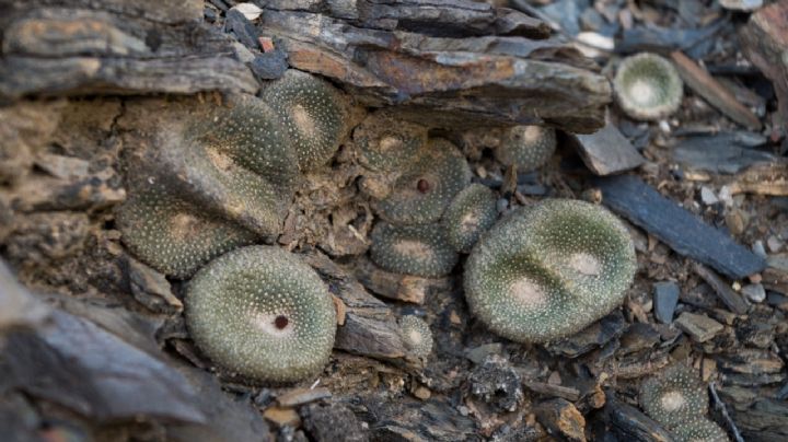 Blossfeldia Liliputana, características y hábitat del cactus más pequeño del mundo