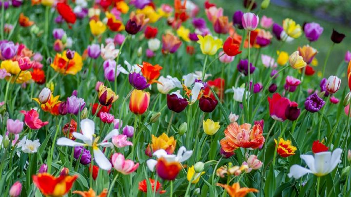 Haz que tu jardín huela delicioso con estas 7 plantas de bellas y fragantes flores