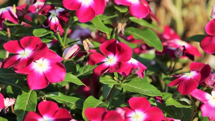 Descubre los secretos de la Vinca rosea, una planta medicinal de hermosísimas flores