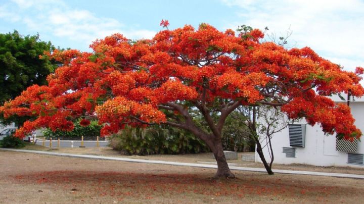 Acacia carbonero rojo: el árbol que tiene más nutrientes que la quinoa y el kale juntos