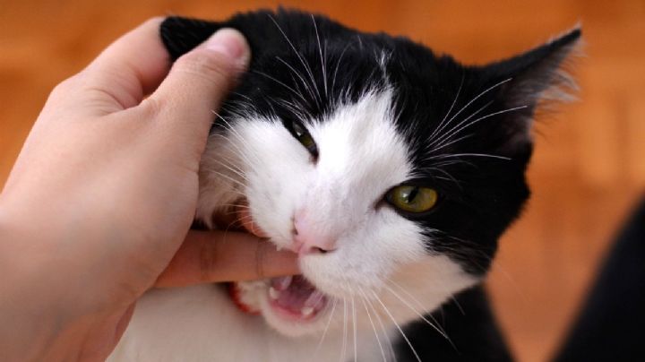 Si tu gato te lame y te muerde, puede que necesites leer esta nota