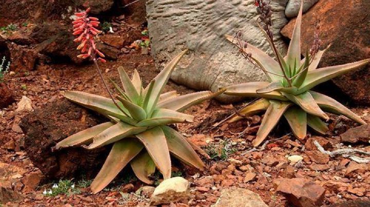 Aloe perryi, la.suculenta que esconde múltiples propiedades tras su bello aspecto