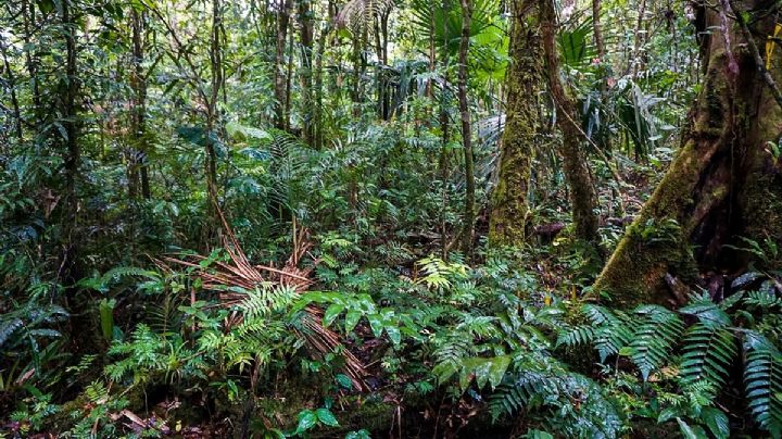 Ciencia: descubre cuáles son las plantas que nos rodean generan más oxígeno que los árboles