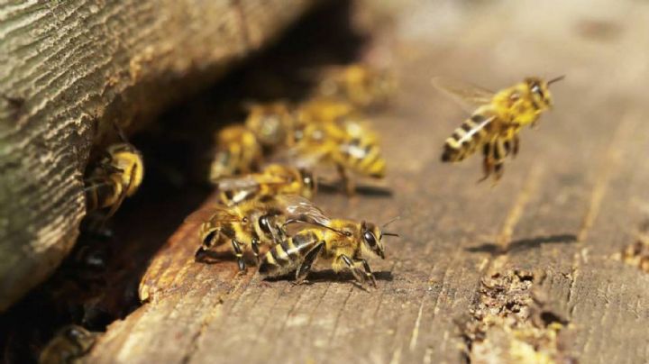 ¿Qué significa que una abeja entre a tu hogar?