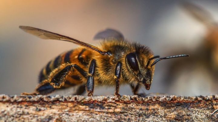 Nuevas abejas para la ciencia: Un estudio de la UBA identifica especies desconocidas