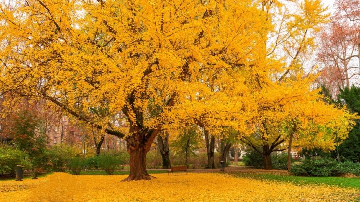 Ginkgo biloba: el árbol que guarda el secreto de la longevidad y el bienestar