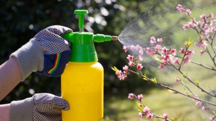 Si tienes ajo y leche, crea este potente fungicida para las plantas de tu jardín