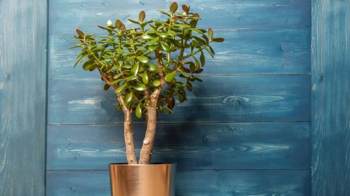 7 consejos para tener un árbol de jade frondoso y espectacular