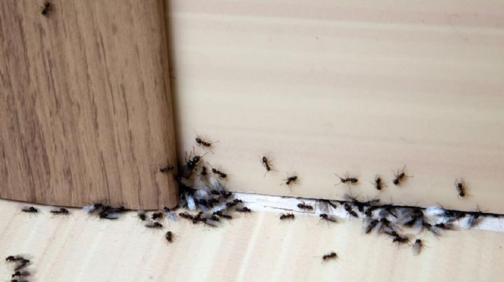 Esto es todo lo que debes saber para evitar que haya hormigas en casa