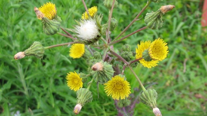 Sonchus oleraceus, una planta que crece como "mala hierba" y posee grandes propiedades medicinales