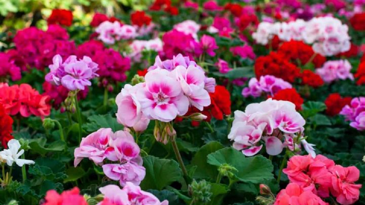 Geranios, guía completa para que tu planta se llene de flores