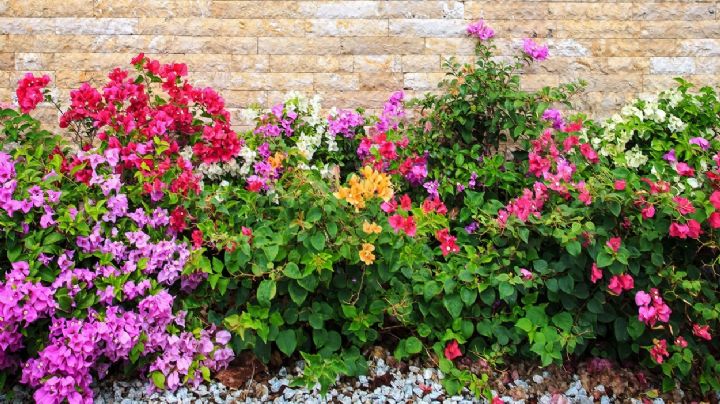 Como cuidar el jardín del calor extremo: los consejos de los expertos