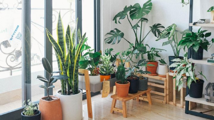 Las 7 plantas más poderosas para el hogar según el Feng Shui