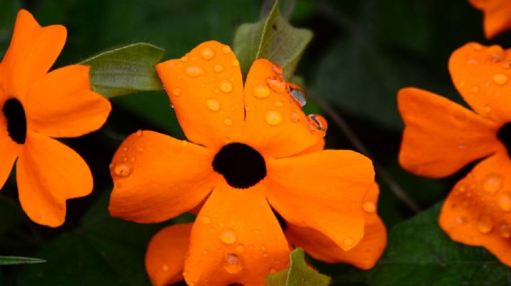 Ojo de poeta: la guía definitiva para que tu planta trepadora crezca sana y hermosa