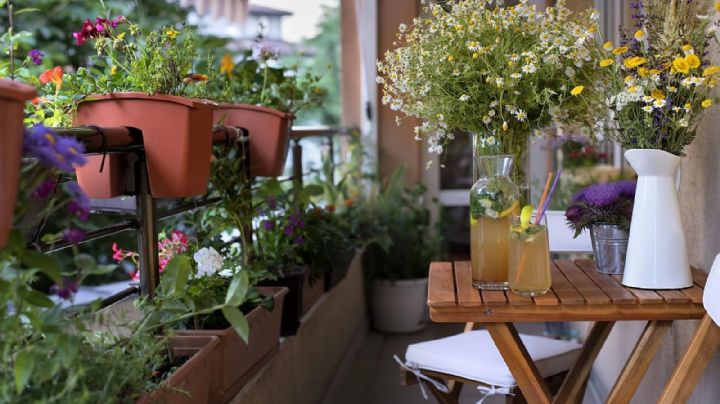 Cómo transformar tu balcón en un oasis verde: los secretos de una experta en plantas