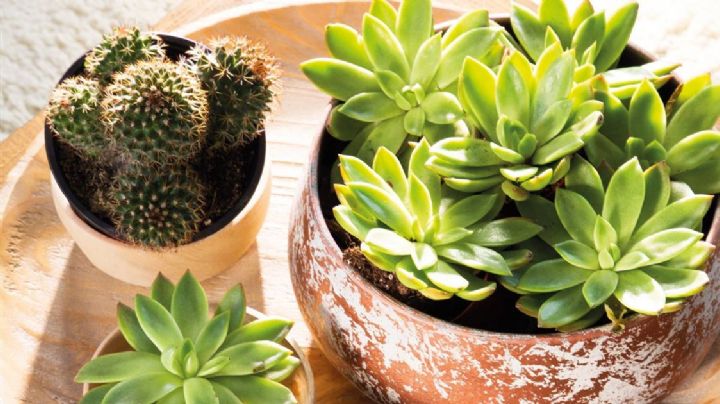 6 tipos de suculentas y cactus que son a prueba de impacientes