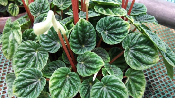 Peperomia caperata: guía de cuidados para que tu planta cola de ratón luzca hermosa