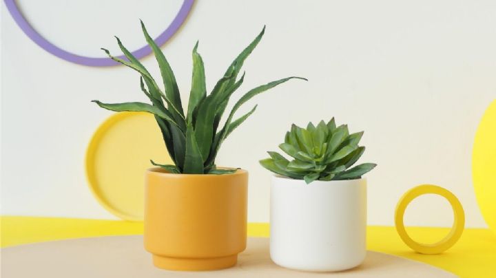 Mini plantas: 6 variedades que son ideales para decorar rincones pequeños