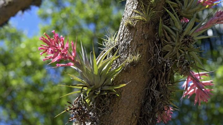 Tillandsia, qué son las plantas de aire y de qué viven