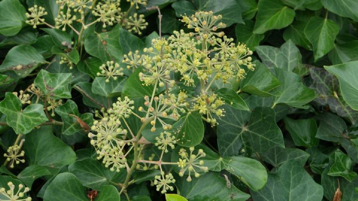 Hedera Helix: la planta trepadora de belleza inagualable que puede vivir hasta 500 años