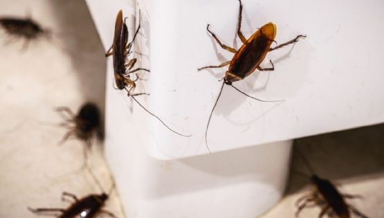 Cucarachas: el truco de limpieza más efectivo para erradicarlas sin gastar dinero