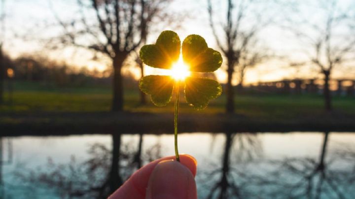 Trébol: La planta milagrosa que mejora tu salud de forma natural