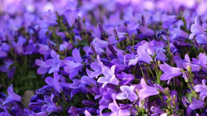 Campanilla Dálmata: La Planta Perfecta Para Dar Un Toque de Color y Vida para Tu Espacio Verde