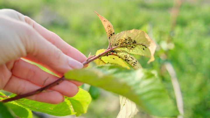 Eliminá los pulgones de las plantas del jardín con esta fórmula casera