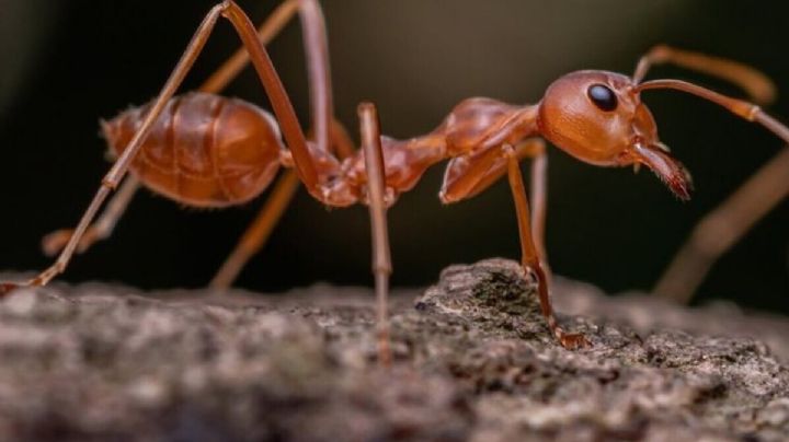 Elimina las hormigas de casa sin matarlas con el truco más viral de Instagram