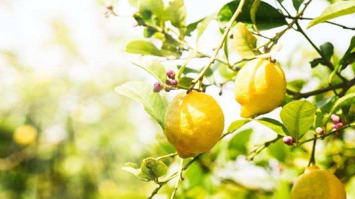 Ventajas y beneficios de plantar un limonero en el jardín