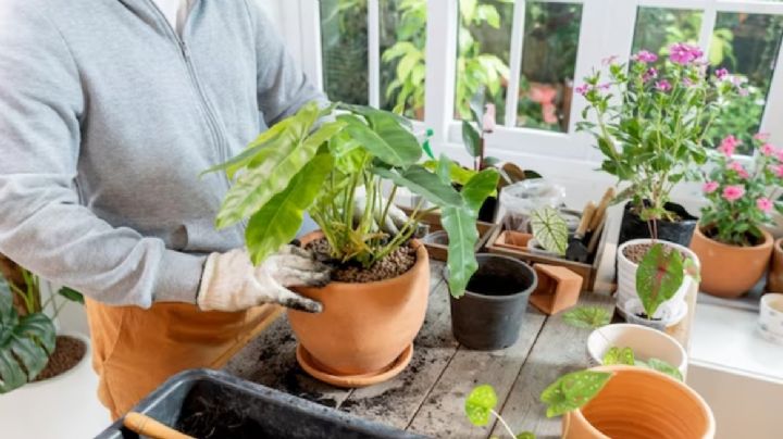 Mini plantas: guía para el cuidado y desarrollo de plantas jóvenes y pequeñas