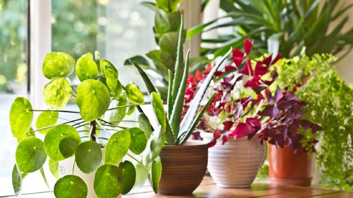 Los secretos mejor guardado del jardinero: cómo lograr la humedad perfecta para tus plantas