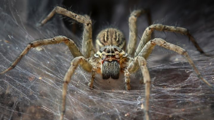 Araña chupasangre, todo lo que tenés que saber para detectarla y eliminarla del hogar