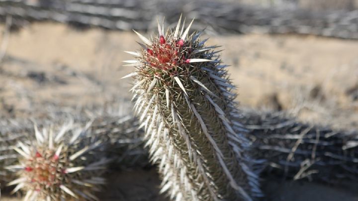 Sabías que hay un cactus que camina. Esta es su historia