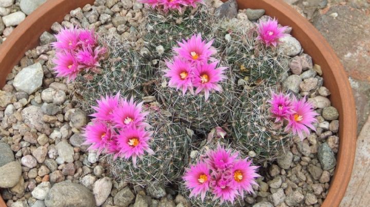 Cactus con flores: 7 maravillosas especies que deberías conocer