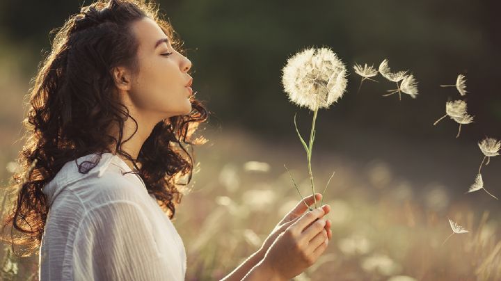 El Panadero o Diente de León, secretos de la flor que soplamos para que se cumplan los deseos