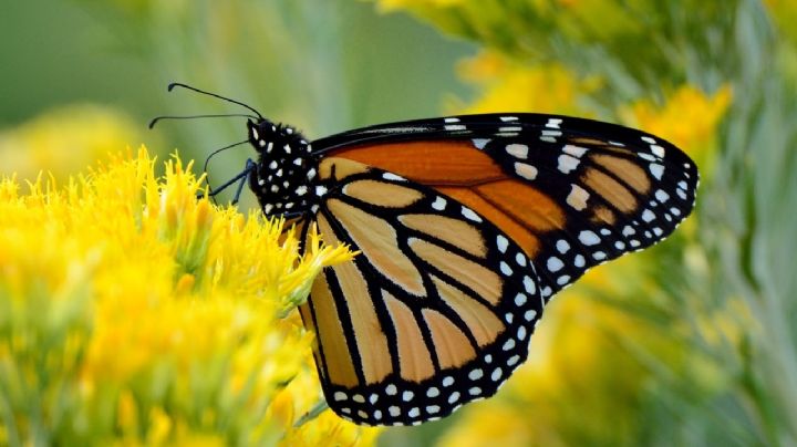 Mariposas: 10 datos curiosos que seguro desconocías