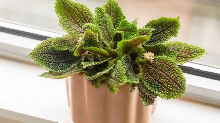 Pilea involucrata, guía de cuidados de la famosa planta de la amistad