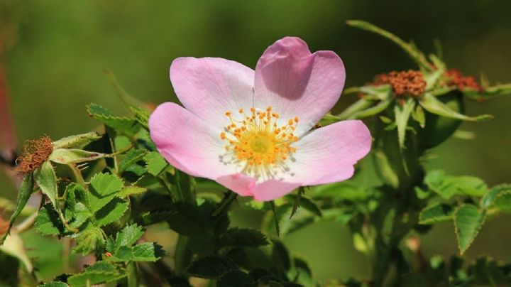 Rosa mosqueta, todo lo que tenes que saber sobre la planta conocida como el elixir de la juventud
