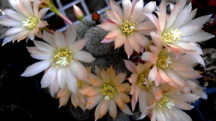 Rebutia sunrise, características y cuidados de un cactus de espectacular floración