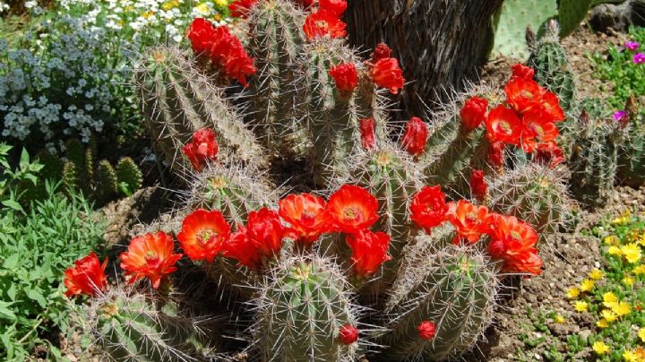 Si buscas un cactus bonito y poco exigente para tu colección, descubre el Echinocereus coccineus