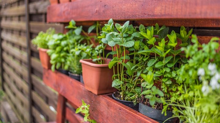 4 plantas para el jardín que tienen el poder de ahuyentar a los mosquitos