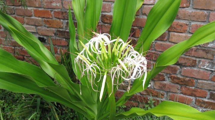 Crinum asiaticum: una planta de espectacular floración que vas a querer tener en tu jardín