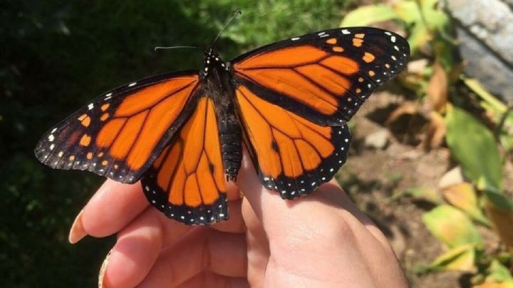 Mariposas: el secreto de su conexión espiritual con los humanos