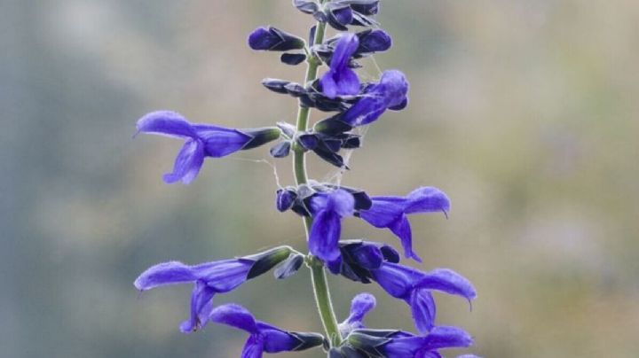 Salvia azul: guía completa de cuidados para que sus flores atraigan colibries y mariposas